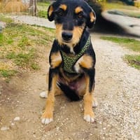 Ricka eine zauberhafte Hündin, Hündin zur Adoption