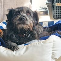Ramona möchte Dein Herz erobern, Hündin zur Adoption