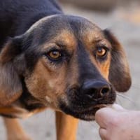 Wundervolle♥Aylini♥wartet 90530 Wendelstein auf ihre Familie, Hündin zur Adoption