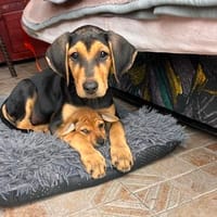 Kalina ein bezauberndes Hundekind, Hündin zur Adoption