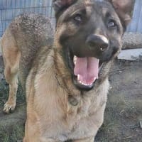 Freundlicher Enzo sucht seine Familie, Hund zur Adoption