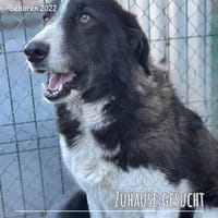 Bodo hat so ein großes Herz, Hund zur Adoption
