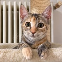 Babs (Barbara), zarte Samtpfote, ca. 6 Monate, Katze zur Adoption