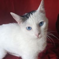 Schmusekatze Iris sucht neues Zuhause, Katze zur Adoption