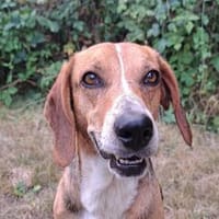 Joshy - wartet in 07907 Schleiz, Hund zur Adoption