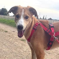 Liebenswerter Semolino sucht Zuhause, Hund zur Adoption