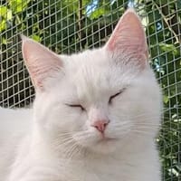 Checky..., Katze zur Adoption