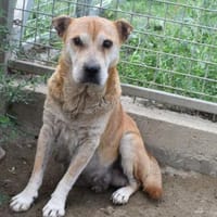 Herta und Sissy, Hündin zur Adoption
