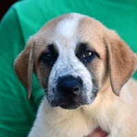 Hübscher Pongo sucht Zuhause, Hund zur Adoption