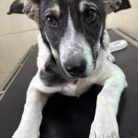 Fiete, Hund zur Adoption