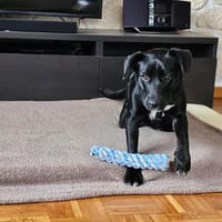 Mura, Hündin zur Adoption