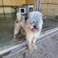 Malvin - Wuschel, Hund zur Adoption