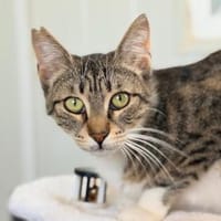 Freja, sanfte Entdeckerin, ca. 1J in 25335, Katze zur Adoption