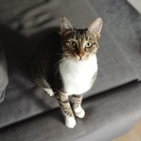 Freja, sanfte Entdeckerin, ca. 1J in 25335, Katze zur Adoption