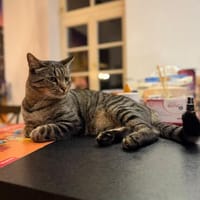 Gras unter den Pfoten: Malte in Flörsheim, Kater zur Adoption