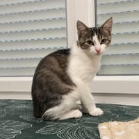 Pô, chatte à adopter