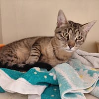 BAMAKO PAB30063, chat à adopter