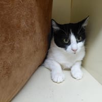 Celia PAB30030, chatte à adopter