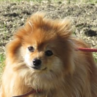 FLEURETTE, chienne à adopter