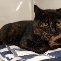 OSIRIS, chatte à adopter