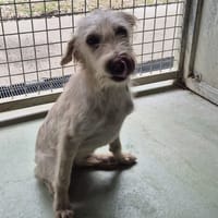 POUPETTE, chienne à adopter