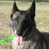 LOXANNE, chienne à adopter