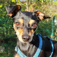 YURA, chienne à adopter