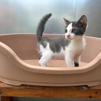 bluey, chat à adopter
