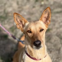 NOUGATINE, chienne à adopter