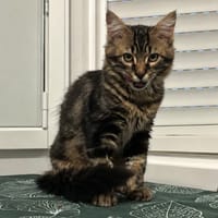 Tinky-Winky, chat à adopter