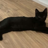 Dipsy, chat à adopter