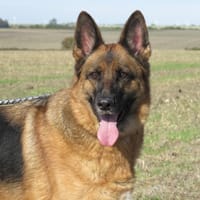 PERLE, chienne à adopter