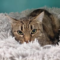 LISA PAB29997, chatte à adopter