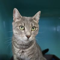 MARY HAB17796, chatte à adopter