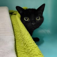 FREYA duo avec Akka PAB30067, chatte à adopter