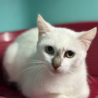 Liso, chatte à adopter