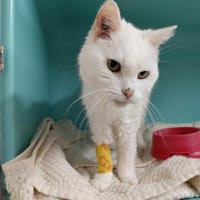 BLANCHE NEIGE dit MIMINE PAB30072, chatte à adopter