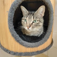 PAB29984 Fifty, chatte à adopter