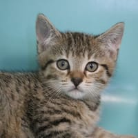 ABIGAIL HAB17800, chatte à adopter
