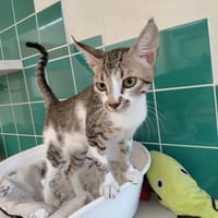 PAB30081 ARES, chat à adopter