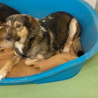 MARIUS, chien à adopter