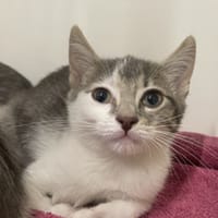 SAM, chatte à adopter