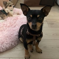 PAULIN DIT PICCOLI, chien à adopter