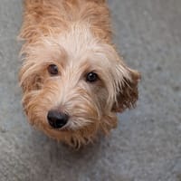 PASTELLE, chienne à adopter