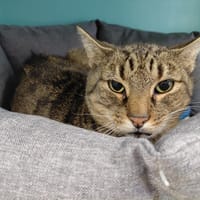 BART PAB29995, chat à adopter