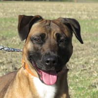 YUNA, chienne à adopter