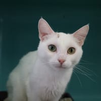 MERINGUE HAB HAB17773, chatte à adopter