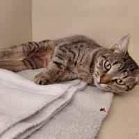 CELINA PAB30015, chatte à adopter