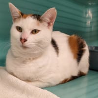 AUTOMNE, chatte à adopter