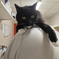 SESENTA PAB29980, chatte à adopter